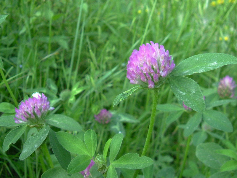Trifolium pratense-Trifoglio dei prati